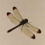 20020928091156.jpg